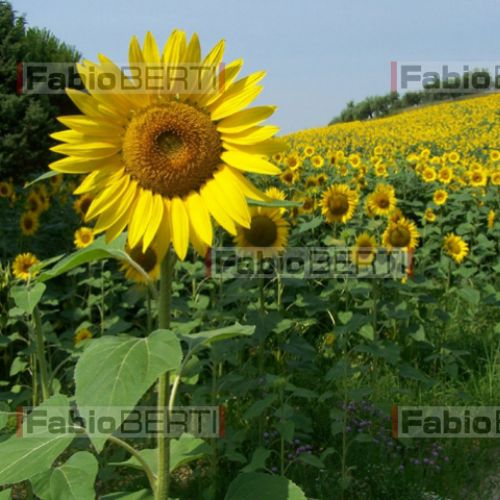 tourner le tournesol