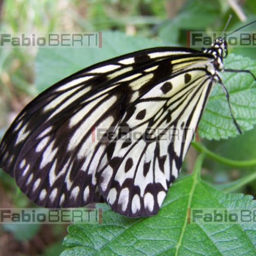 papillon