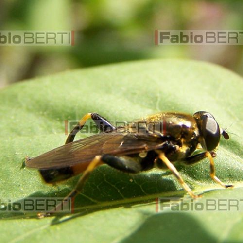 insecte